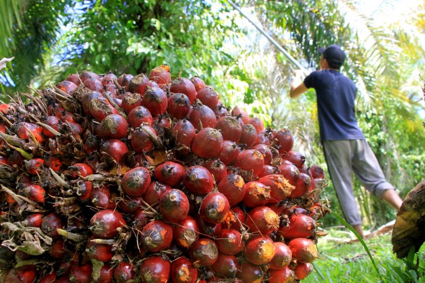 Petani memetik tandan buah segar (TBS) kelapa sawit. ilustrasi