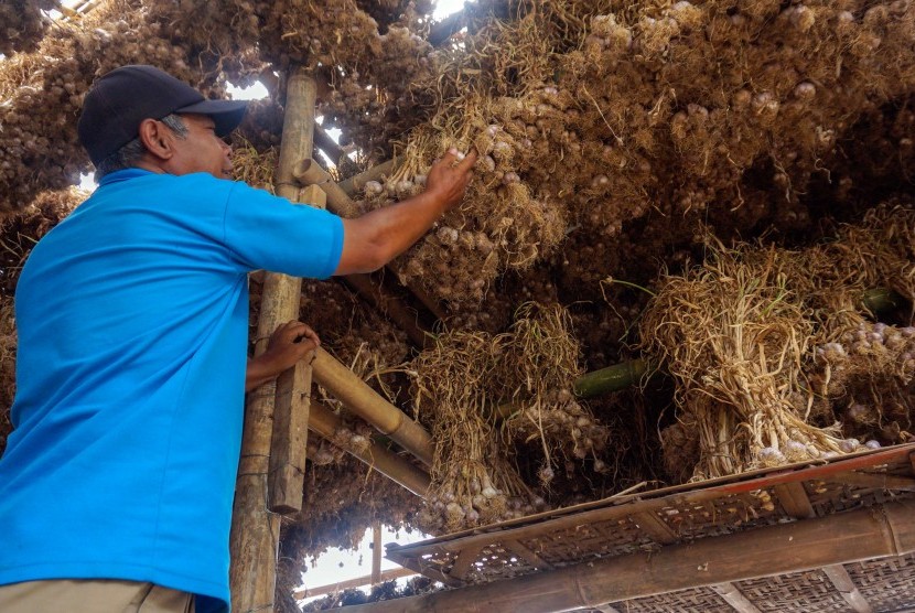 Petani memilah bawang putih di gudang penyimpanan di Desa Gunungsari, Bawang, Kabupaten Batang, Jawa Tengah, Rabu (17/7/2019). 