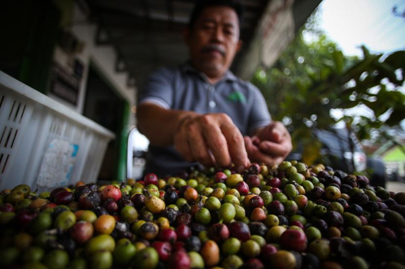 Pemkab Dairi berupaya mengembalikan kejayaan kopi jenis Sidikalang. Ilustrasi.