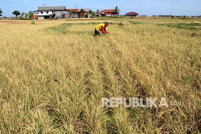 Petani memilah bulir padi yang masih bisa dipanen di area persawahan.