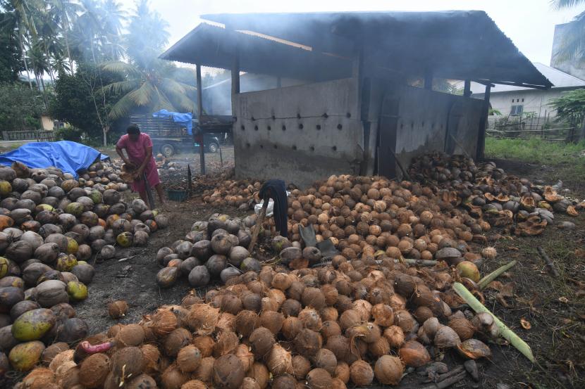 Petani kelapa di Kecamatan Reteh dan Keritang, Kabupaten Indragiri Hilir (Inhil) menjerit karena turunnya harga kelapa. Ilustrasi.