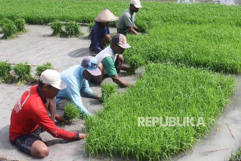  Petani memisahkan bibit padi untuk ditanam di lahan sawah di Sambiroto, Ngawi, Jawa Timur, Senin (13/3).