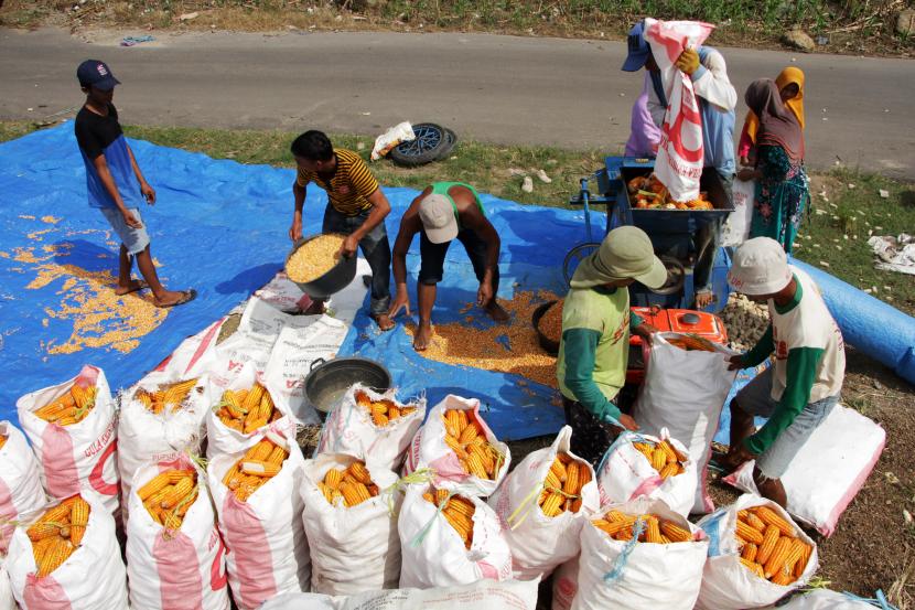 Petani memisahkan biji jagung dari tongkolnya menggunakan mesin, Sabtu (26/3/2022). Para petani jagung di Nusa Tenggara Timur mampu memproduksi jagung sebanyak 9 ton/hektare melalui penerapan program tanam jagung panen sapi (TJPS)