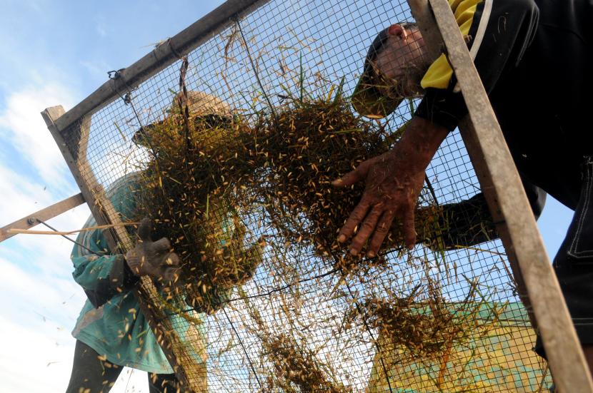 Petani memisahkan butir padi dari tangkainya saat panen perdana di Desa Dasok, Pamekasan, Jawa Timur, Senin (1/3). Badan Pusat Statistik (BPS) mencatat terdapat penurunan luas panen padi sebesar 0,19 persen dari 10,68 juta hektare tahun 2019 menjadi 10,66 juta hektare tahun 2020. 