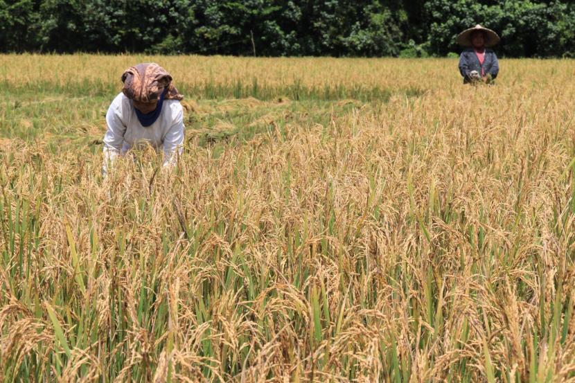 Petani memotong padi saat panen di area persawahan Desa Alue Tampak, Kecamatan Kaway XVI, Aceh Barat, Aceh. Direktur Utama Perum Bulog, Budi Waseso (Buwas), mempertanyakan rencana impor beras oleh pemerintah ketika beras Bulog masih banyak yang menumpuk di gudang. 