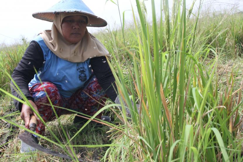 Petani memotong tanaman padi yang rusak terserang hama (ilustrasi). Serangan hama wereng terhadap lahan pertanian padi tidak hanya terjadi di wilayah kecamatan Ambarawa dan Banyubiru, Kabupaten Semarang, Jawa Tengah.