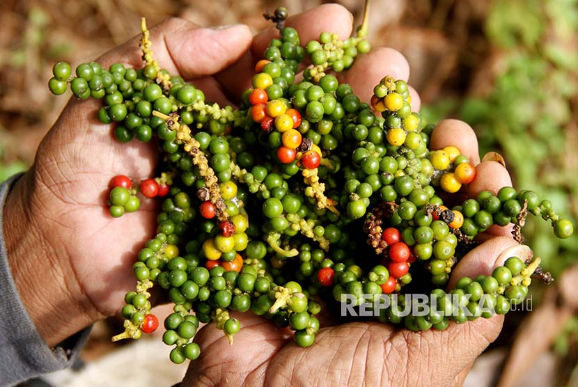 Petani memperlihatka biji lada yang sudah dipanen (ilustrasi). Pemerintah Kabupaten Belitung, Provinsi Kepulauan Bangka Belitung, akan merehabilitasi sebanyak 100 hektare lahan tanam tanaman lada di daerah itu guna meningkatkan kemampuan produksinya.