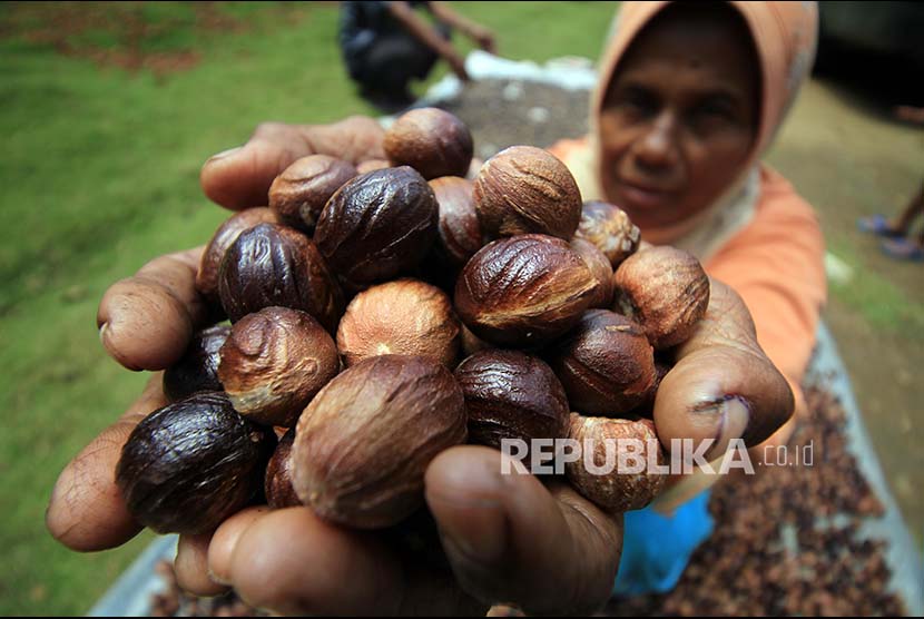 Petani memperlihatkan biji pala saat proses pengeringan di Desa Darussalam, Kecamatan Nisam Antara, Aceh Utara, Aceh, Rabu (18/10). Indonesia memiliki buah pala yang bervariasi kualitasnya.