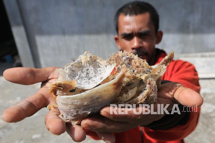 Petani memperlihatkan sarang burung walet seusai panen. Sarang burung walet menjadi sumber PAD Kotabaru, Kalimantan Selatan.