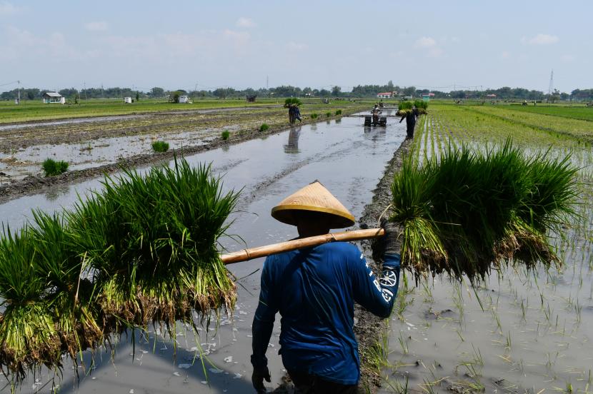 Petani mempersiapkan bibit padi di Sidomulyo, Sawahan, Kabupaten Madiun, Jawa Timur, Sabtu (16/4/2022). Kementerian BUMN terus melakukan koordinasi dan kerja sama dengan berbagai kementerian, termasuk dengan Kementerian Pertanian (Kementan) untuk melakukan pembenahan di sektor pertanian.