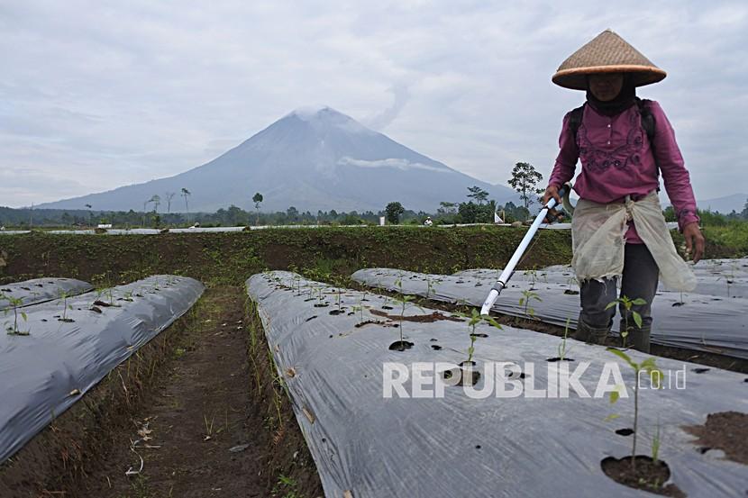 Petani memupuk tanaman cabai merah dengan latar belakang Gunung Semeru di Desa Supiturang, Pronojiwo, Lumajang, Jawa Timur, Sabtu (12/2/2022). Para petani setempat mulai menggarap lahan mereka pascabencana awan panas guguran Gunung Semeru yang terjadi dua bulan lalu.