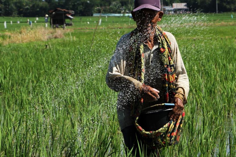 Petani memupuk tanaman padi di area persawahan Somba Opu, Kabupaten Gowa, Sulawesi Selatan.