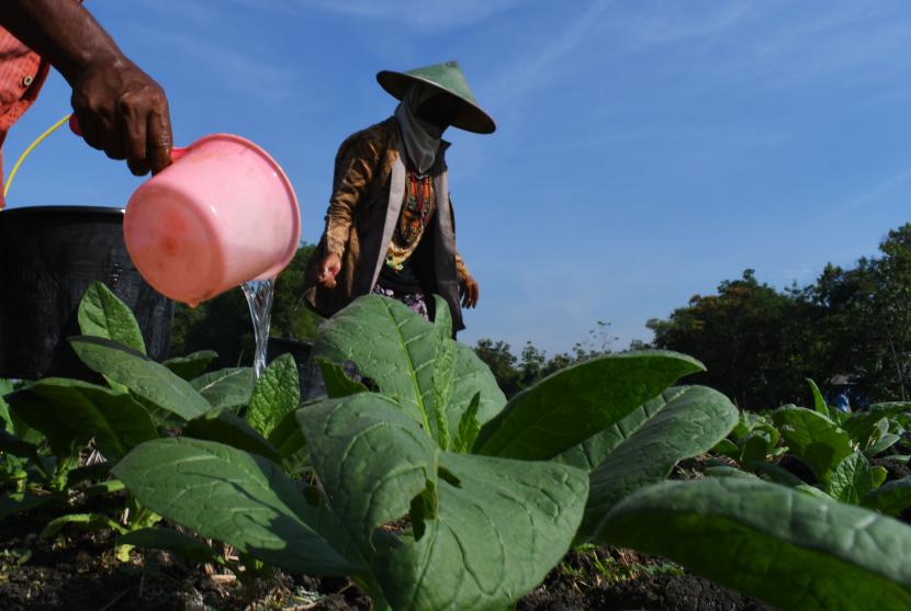 Petani memupuk tanaman tembakau yang dilarutkan dengan air di Desa Ngale, Pilangkenceng, Kabupaten Madiun, Jawa Timur, beberapa waktu lalu.