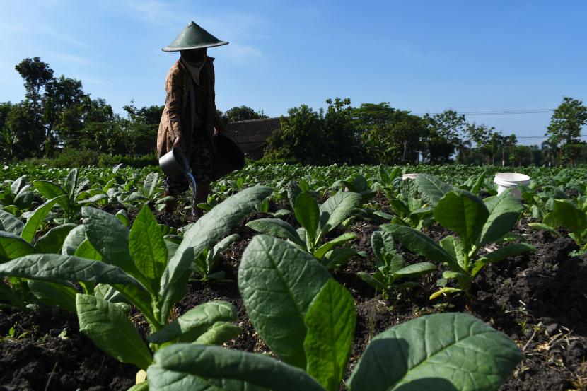 Petani memupuk tanaman tembakau menggunakan pupuk NPK dan ZA yang dilarutkan dengan air di Desa Ngale, Pilangkenceng, Kabupaten Madiun, Jawa Timur, Jumat (13/8/2021). (Ilustrasi)