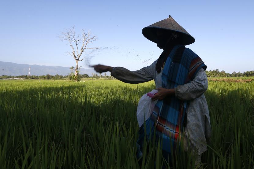 Petani menabur pupuk bersubsidi pada tanaman padi di Aceh Besar, Aceh, (ilustrasi). Per 29 November, Pupuk Indonesia mencatat telah menyalurkan pupuk subsidi hingga 80 persen kepada petani Aceh.