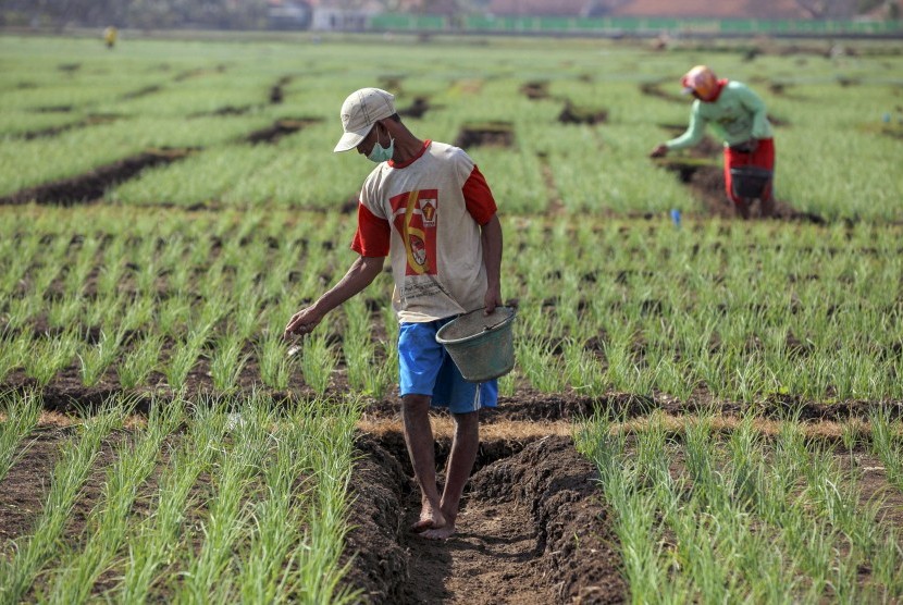 Petani menabur pupuk di area pertanian bawang merah di Kretek, Bantul, DI Yogyakarta, Senin (23/7).