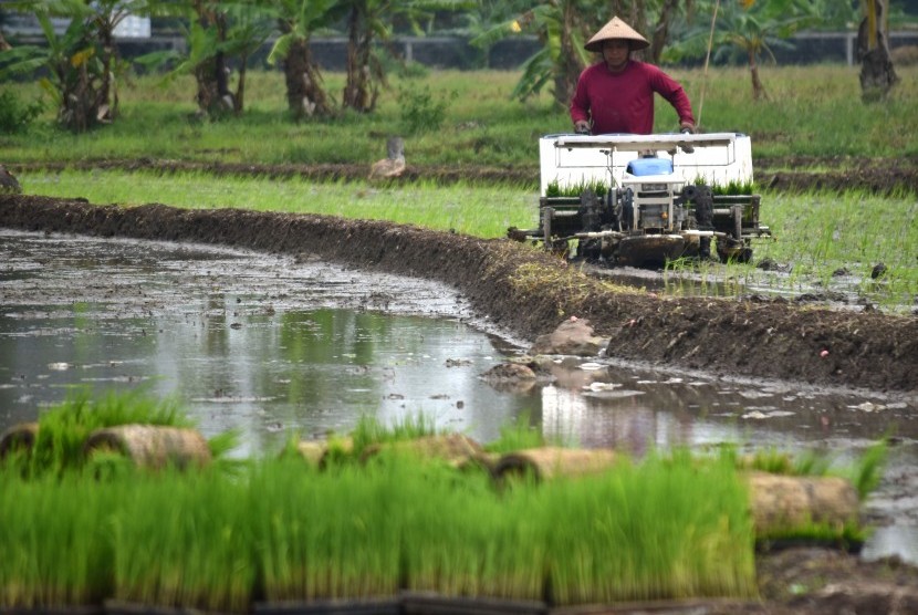 Petani menanam benih padi dengan mesin penanam (transplanter) di lahan persawahan (ilustrasi)