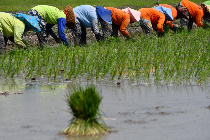 Petani menanam bibit padi di Sidomulyo, Sawahan, Kabupaten Madiun, Jawa Timur, Sabtu (16/4/2022). BPS mencatat penyerapan tenaga kerja sektor pertanian mengalami pertumbuhan positif. Ilustrasi.
