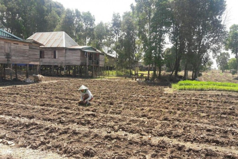 Petani menanam cabai di Ogan Komering Ilir Sumatra Selatan