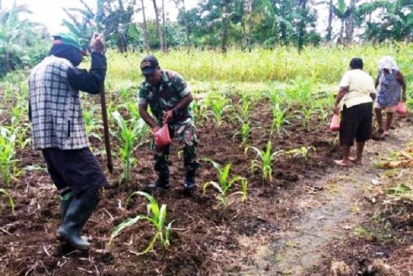 Petani menanam jagung di Kabupaten Keerom Papua. Warga di tujuh kampung Distrik Mannem, Kabupaten Keerom, Papua mengharapkan lumbung pangan atau food estate dapat meningkatkan ekonomi masyarakat di daerah itu.