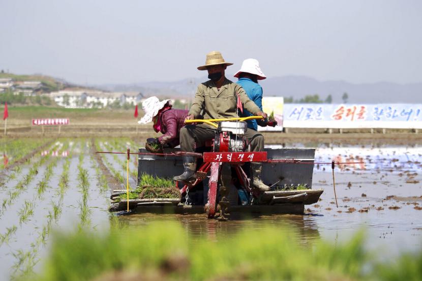 Petani menanam padi dengan menggunakan rice seed transplanter di Chongsan Cooperative Farm di Distrik Kangso, Nampho, Korea Utara, Senin, 9 Mei 2022.