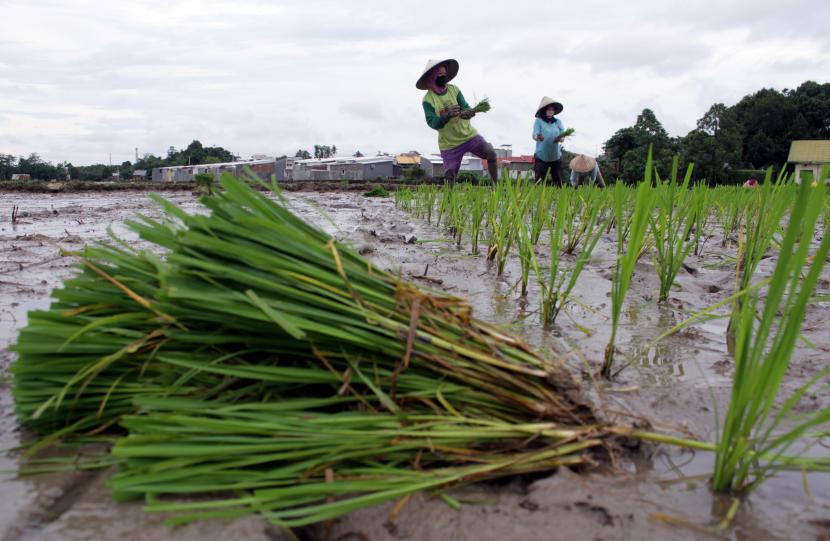 Petani menanam padi di area persawahan Tamarunang, Kecamatan Somba Opu, Kabupaten Gowa, Sulawesi Selatan, Sabtu (2/1/2021). Badan Pusat Statistik (BPS) mencatat, sepanjang Desember, rata-rata harga Gabah Kering Panen (GKP) di tingkat petani naik 1,16 persen menjadi Rp 4.776 per kilogram (kg) dibandingkan bulan sebelumnya.