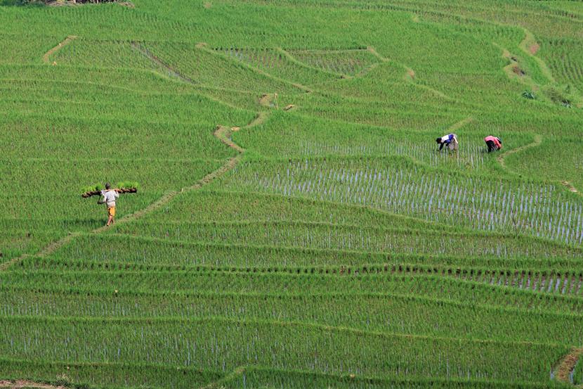 Petani menanam padi di areal sawah terasering desa Bantaragung, Sindangwangi, Majalengka, Jawa Barat. Kantor Perwakilan Bank Indonesia Provinsi Jawa Barat menyebut, pertanian merupakan penyumbang ekonomi terbesar ketiga di Jawa Barat.