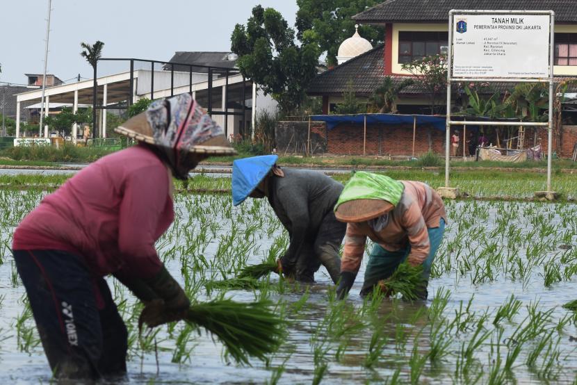 Petani menanam padi di atas lahan milik Pemprov DKI Jakarta di Jalan Rorotan, Kecamatan Cilincing, Jakarta Utara, Senin (28/9/2020).