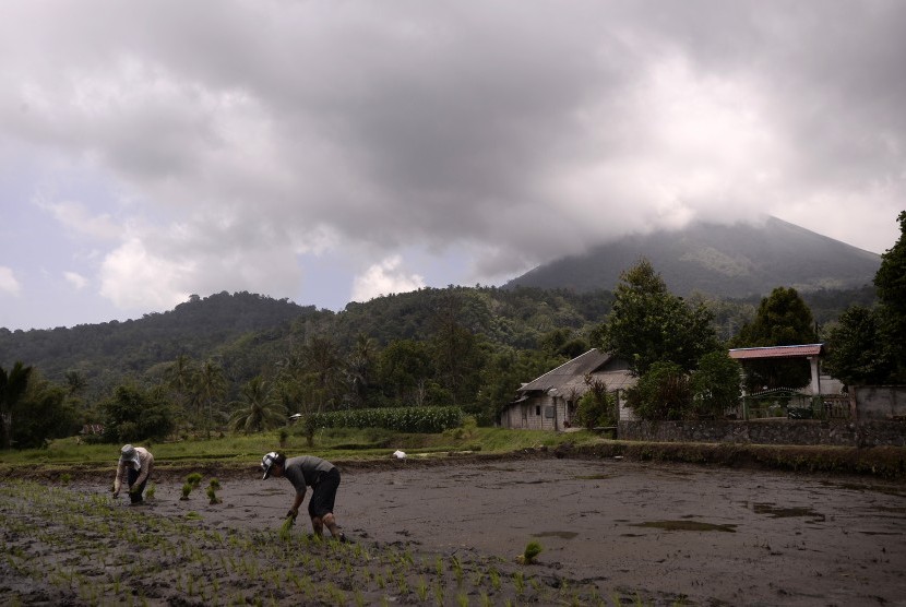 Petani menanam padi di desa Kayawu dengan latar Gunung Lokon, Tomohon, Sulawesi Utara, Kamis (10/3).