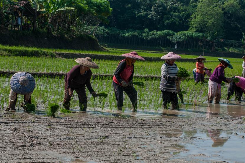 Pemda Lebak memastikan stok pangan di wilayahnya aman hingga Desember 2020. Foto, petani menanam padi di Kampung Cibungur, Lebak, Banten. 