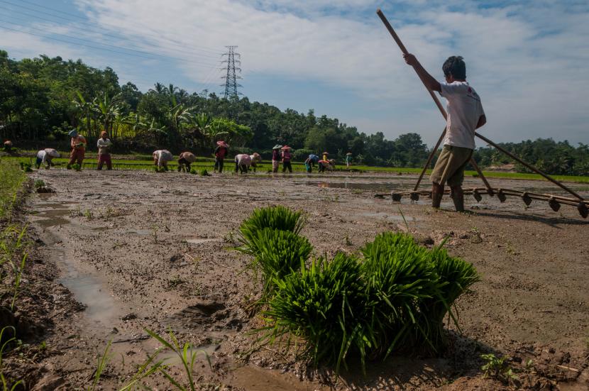 Pemerintah melalui Kementerian Pertanian dan Kementerian Pekerjaan Umum dan Perumahan Rakyat (PUPR) menargetkan proyek food estate atau lumbung pangan di Kalimantan Tengah selesai digarap pada 2022. Lumbung pangan dibangun di atas lahan seluas 164.598 hektare.