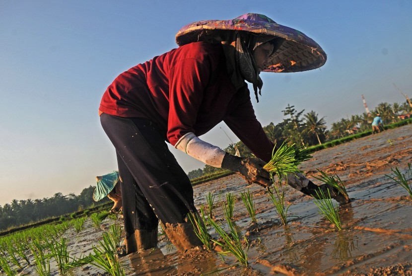 Petani menanam padi di Kampung Ciseke, Lebak, Banten.