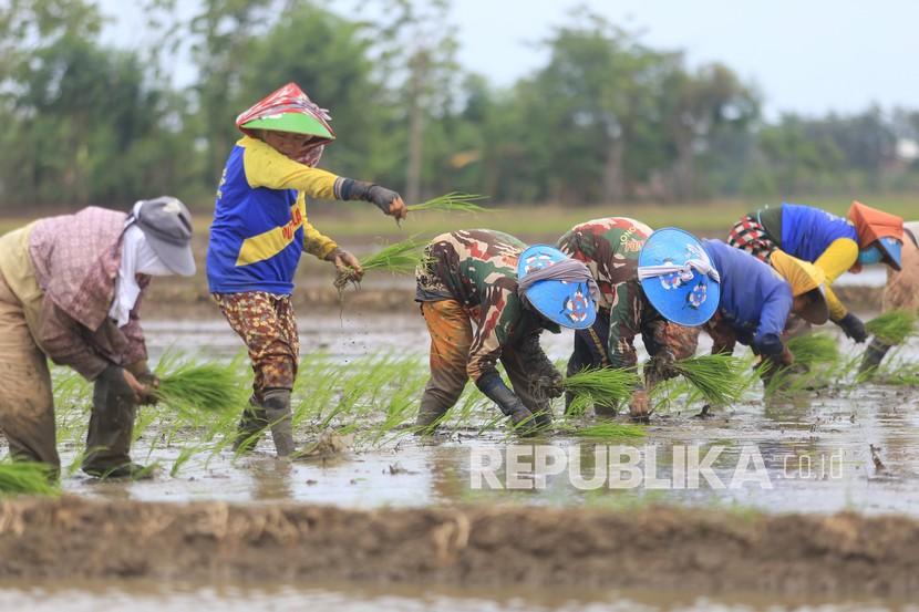 Petani menanam padi di kawasan sawah desa Pabean Udik, Indramayu, Jawa Barat, Sabtu (11/12/2021). Kementerian Pertanian menargetkan produksi padi sebagai komoditas utama bisa mencapai 55,20 juta ton pada tahun 2022.