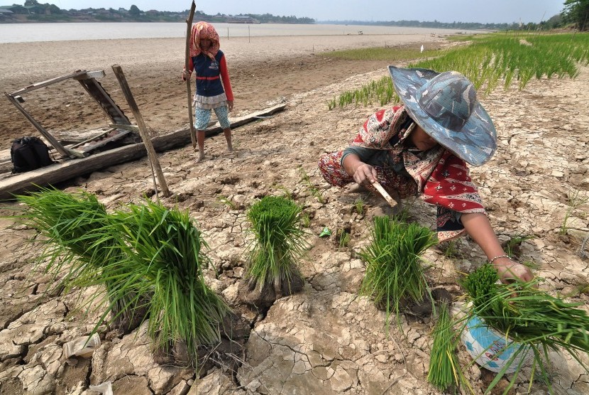 Petani menanam padi di tepian Sungai Batanghari yang surut akibat kemarau di Teluk Kenali, Telanaipura, Jambi, Selasa (7/7).