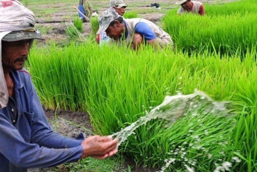 Petani menanam padi Inpari Sidenuk