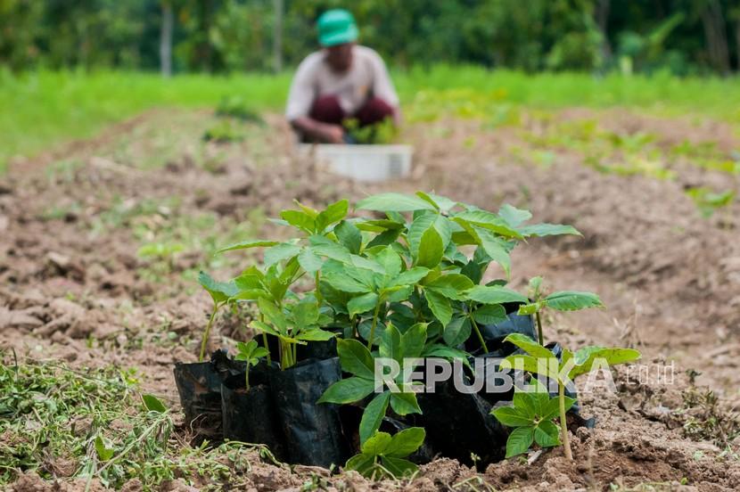 Petani menanam porang (Amorphophallus muelleri).