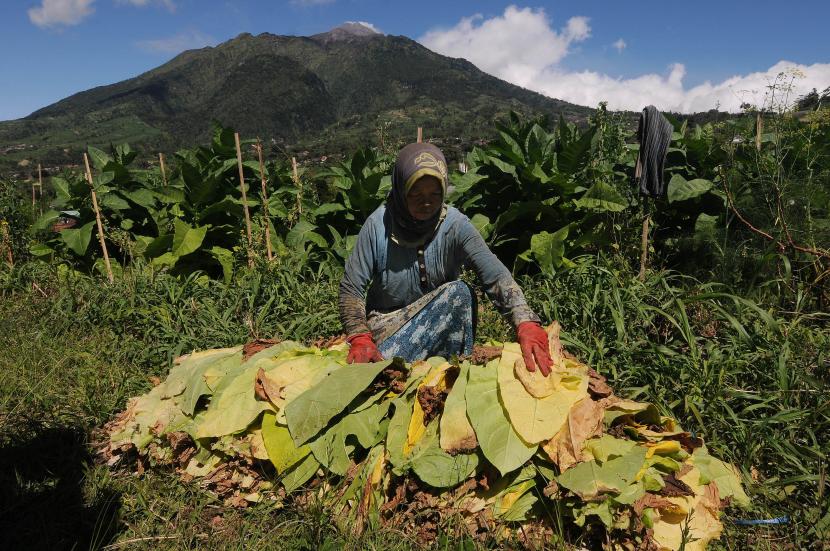 Petani menata hasil panen daun tembakau di lahan pertanian Genting, Cepogo, Boyolali, Jawa Tengah, Sabtu (9/7/2022). (Ilustrasi)