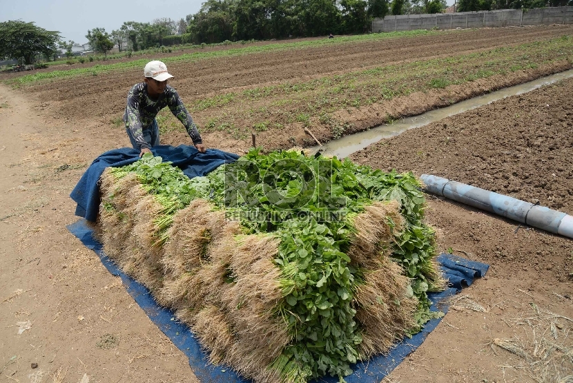 Petani menata sayur bayam saat memanen di Neglasari, Tangerang, Banten, Kamis (15/10). 