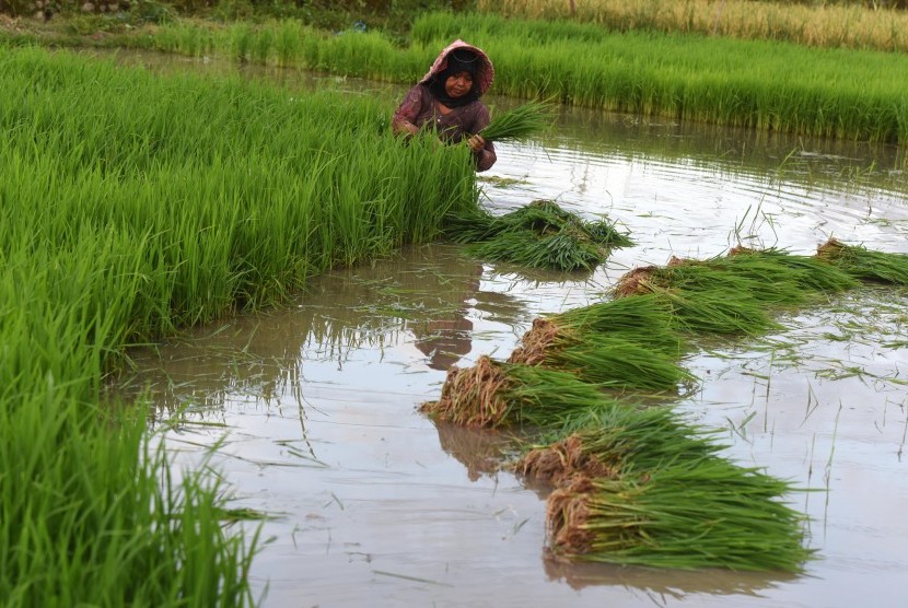 Petani mencabut bibit padi yang akan ditanam di sawahnya. (ilustrasi)