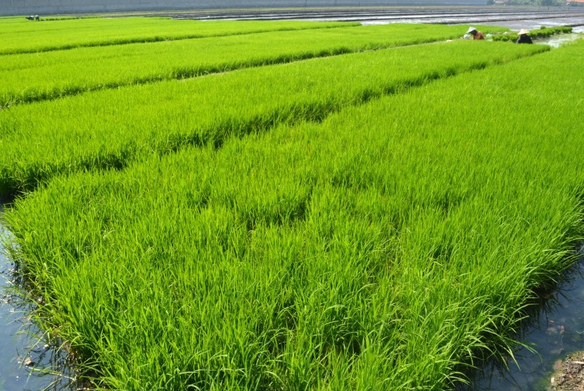 Petani mencabut bibit tanaman padi yang siap ditanam di Persawahan Kawasan Lingkar Timur, Buduran, Sidoarjo, Jawa Timur, Jumat (20/11). 