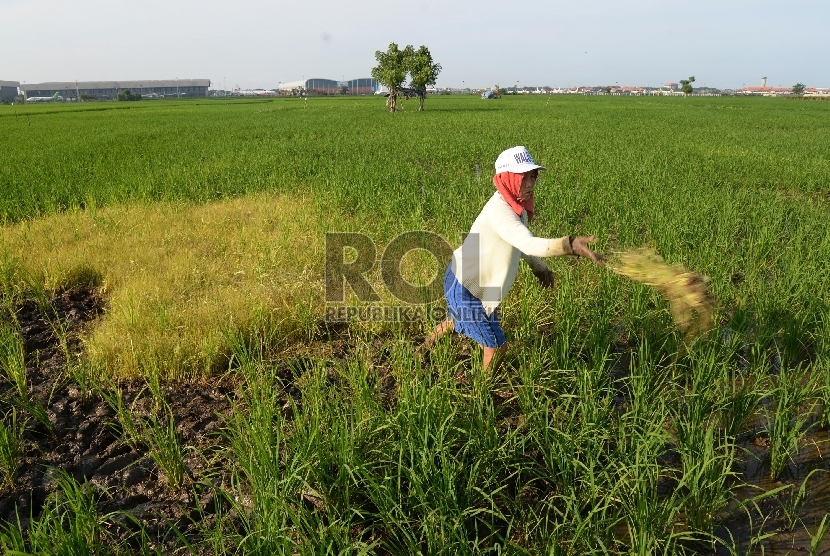 Petani mencabuti hama rumput liar di persawahan yang ditanami padi di kawasan Batu Ceper, Tangerang, Banten, Kamis (7/1).