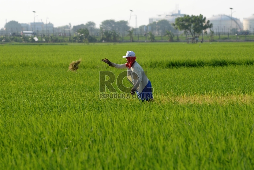 Petani mencabuti hama rumput liar di persawahan yang ditanami padi di kawasan Batu Ceper, Tangerang, Banten, Kamis (7/1).