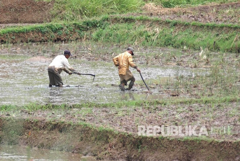 Petani mencangkul sawah sambil membenamkan jerami ke dalam lumpur di areal pesawahan daerah Cikalongwetan, Kabupaten Bandung Barat, Kamis (19/1).