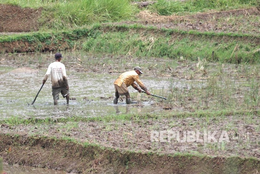 Petani mencangkul sawah sambil membenamkan jerami ke dalam lumpur di areal pesawahan daerah 