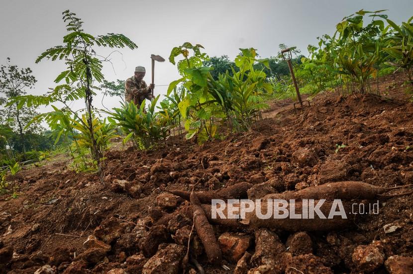 Petani mencangkul tanah untuk ditanam umbi-umbian di Curugbitung, Lebak, Banten. 