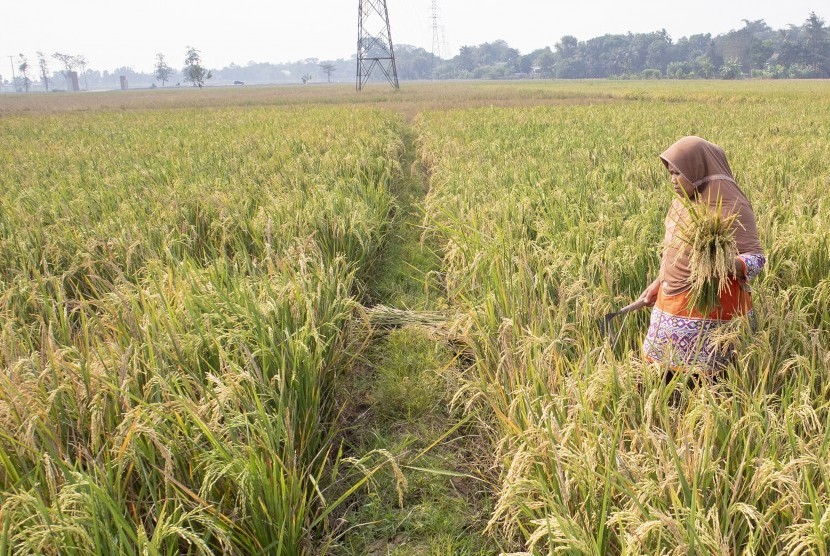 Petani mencari tanaman padi yang bisa dipanen di Desa Bangle, Karawang, Jawa Barat, Kamis (27/6/2019). 