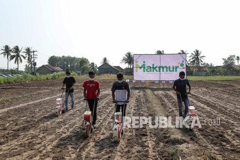 Petani menebar pupuk pada acara penanaman jagung program Makmur di Desa Muara Putih, Lampung, Sabtu (16/10/2021). Menteri BUMN Erick Thohir mengatakan program Mari Kita Majukan Usaha Rakyat (Makmur) memberikan banyak manfaat serta kemudahan bagi para petani tanah air dan BUMN fokus pada 40 ribu hektare untuk 28 ribu petani.