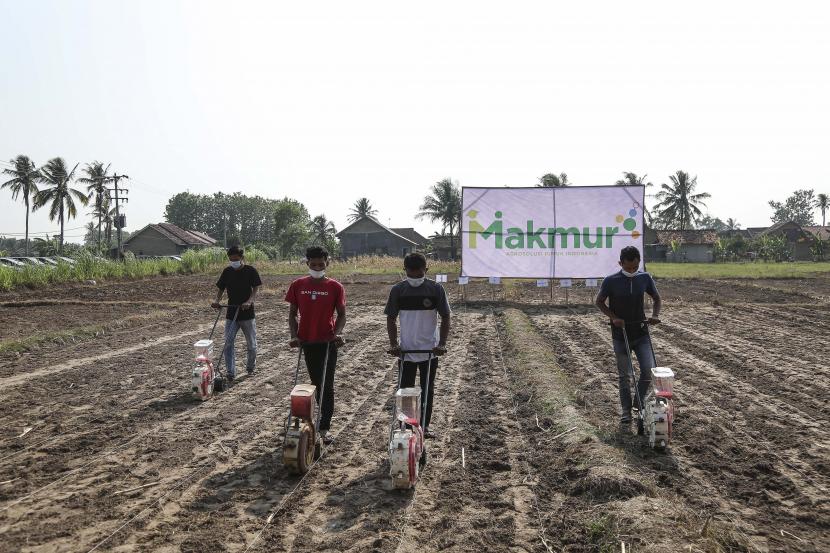 Petani menebar pupuk pada acara penanaman jagung program Makmur di Desa Muara Putih, Lampung.