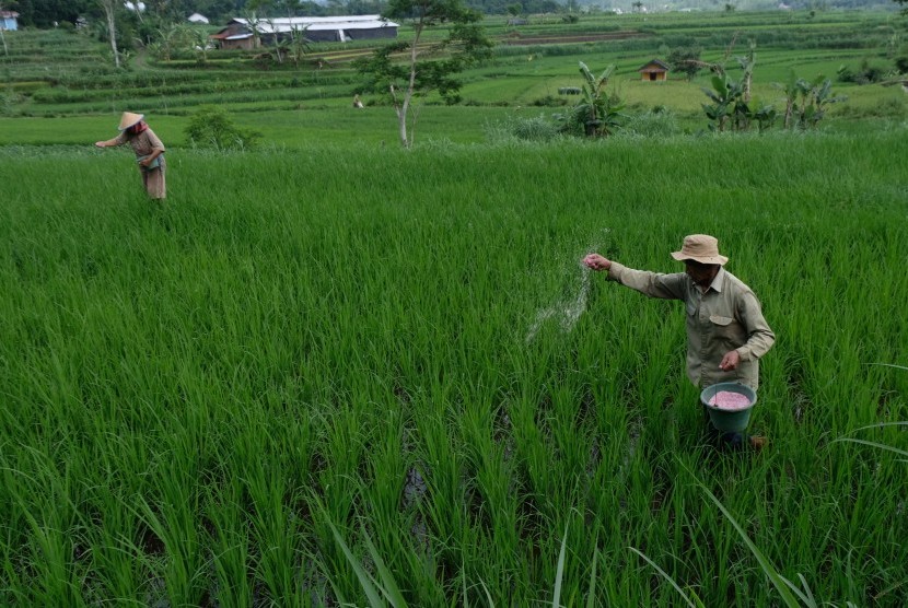 Petani menebar pupuk pada tanaman padi (ilustrasi). Para petani di Kecamatan Cikedung, Kabupaten Indramayu, Jawa Barat, mengeluhkan pupuk SP36 yang langka. Sebelum benar-benar menghilang, harga pupuk itupun melambung tinggi.