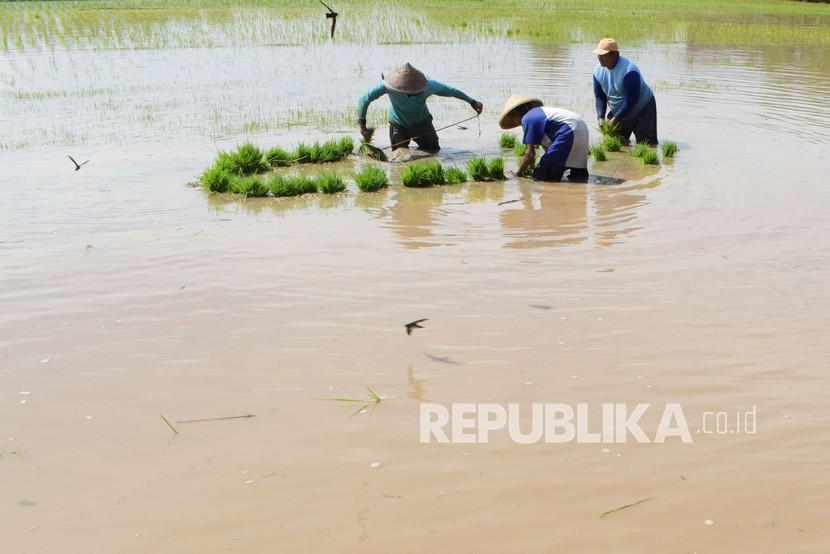 Petani mengamankan bibit padi agar tak hanyut terbawa air saat banjir (ilustrasi). Dinas Pertanian Kabupaten Mukomuko, Provinsi Bengkulu, menyebutkan seluas 200 hektare tanaman padi sawah di Desa Sumber Makmur yang terdampak banjir di daerah ini.